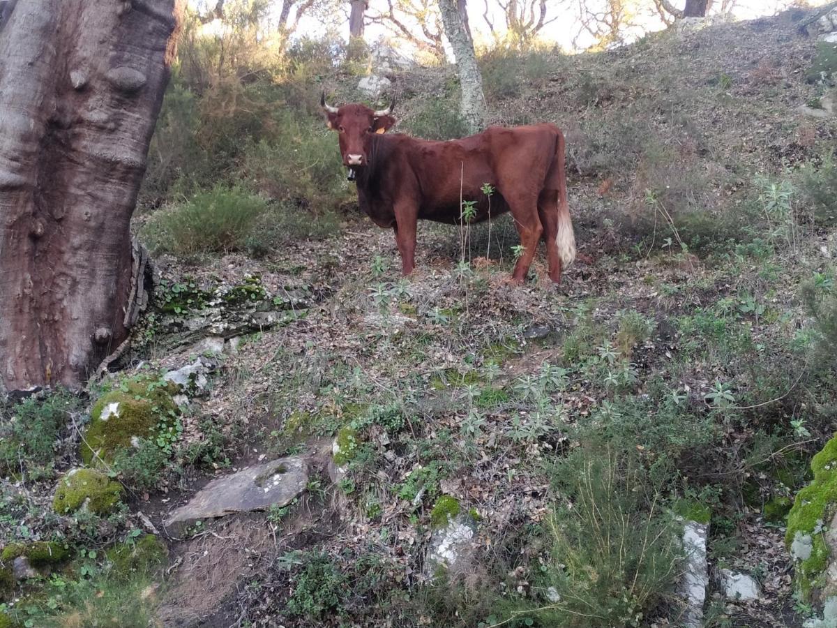 Apartamento Valle Del Guadiaro กอร์เตส เด ลา ฟรอนเตรา ภายนอก รูปภาพ